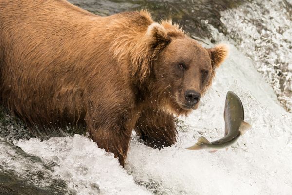 Roar Fish