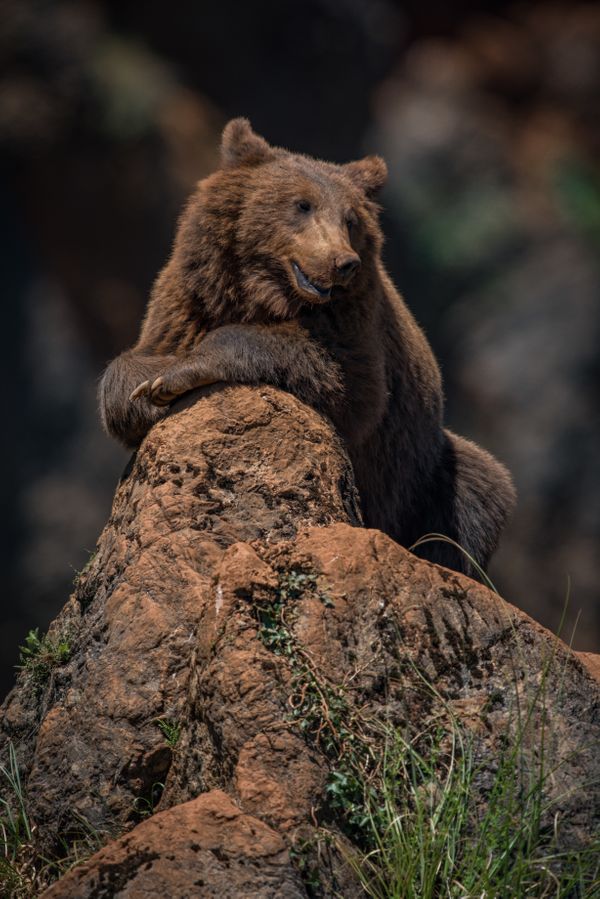 This is Unbearable