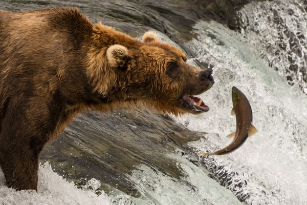 Bear Necessities