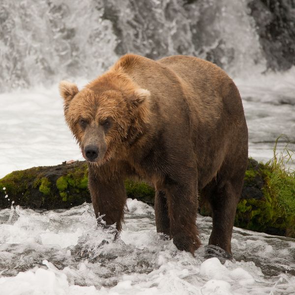 Standing Bear